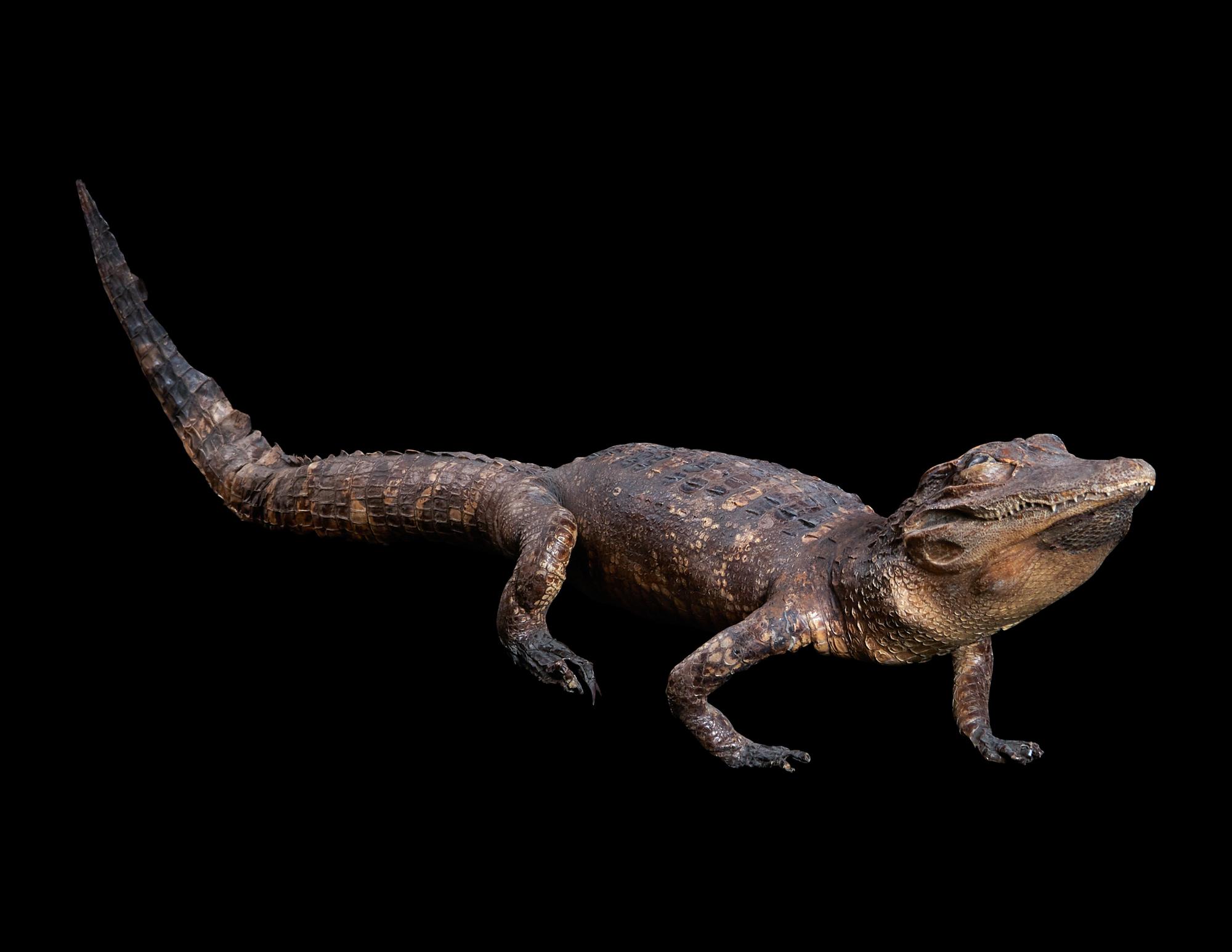 A Taxidermy Cayman ( Caiman crocodilus )