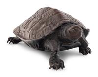 A Bronze 'Turtle' Okimono