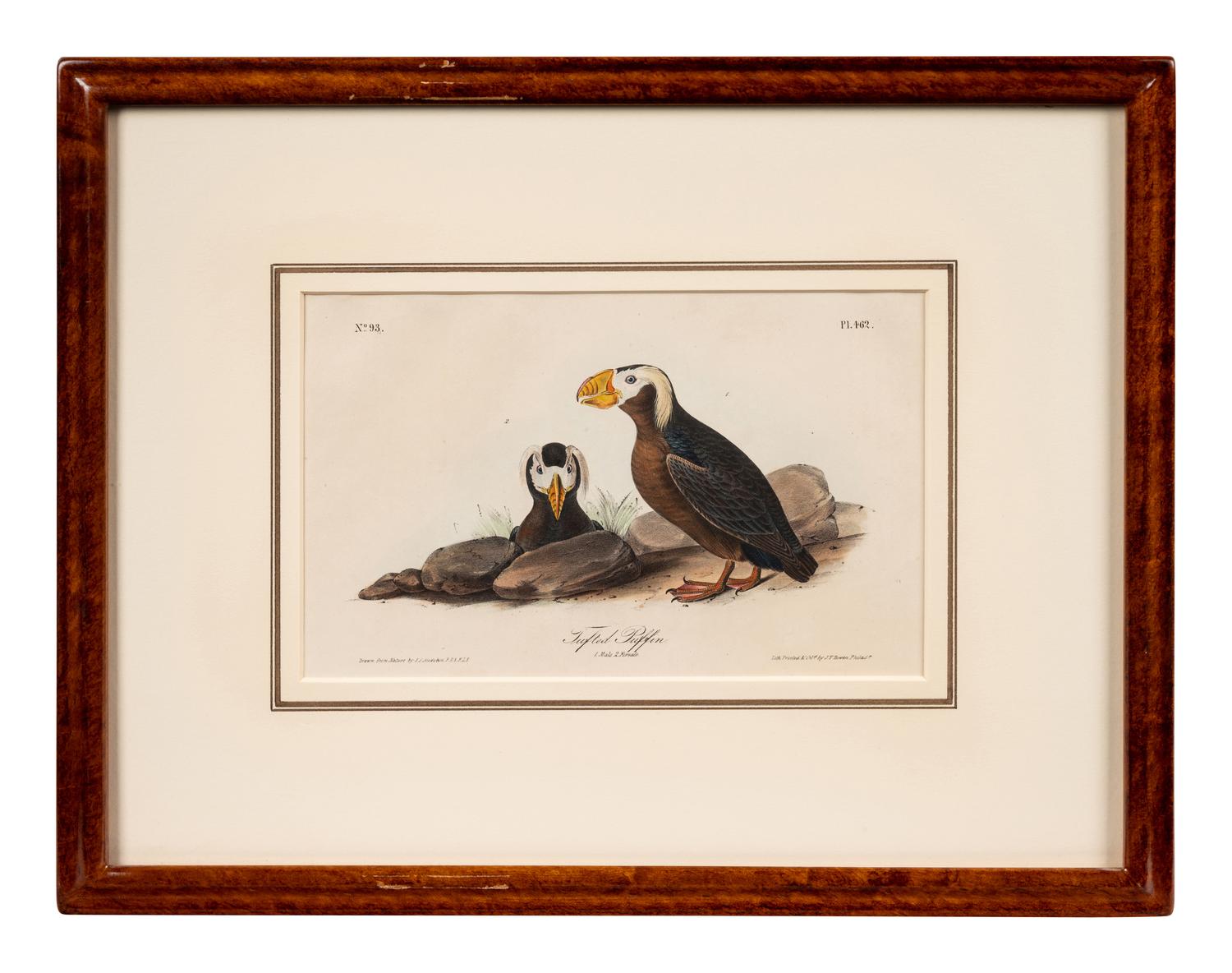A Group of Four Prints of Aquatic Birds, after John James Audubon (1785-1851)