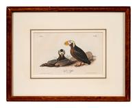 A Group of Four Prints of Aquatic Birds, after John James Audubon (1785-1851)
