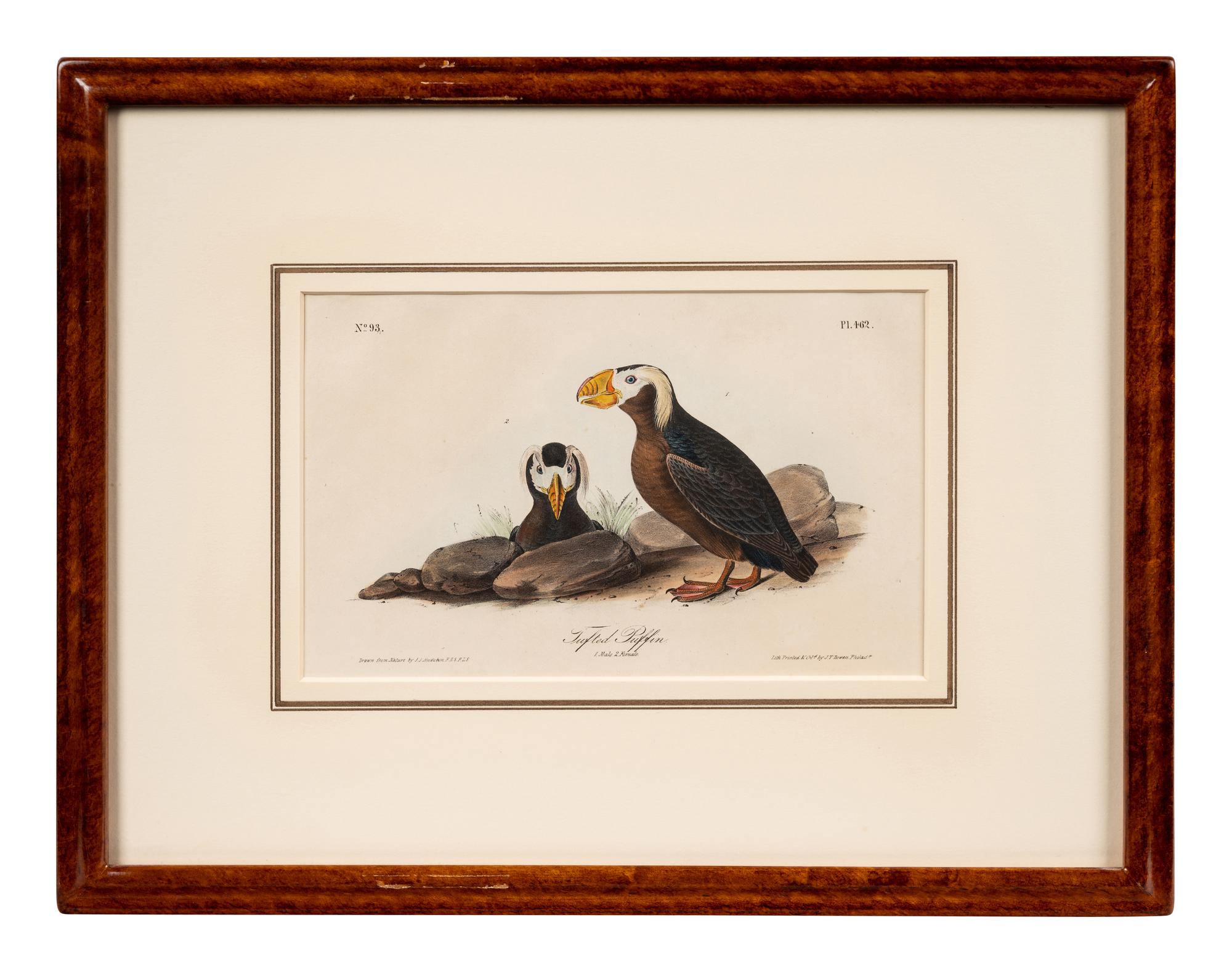A Group of Four Prints of Aquatic Birds, after John James Audubon (1785-1851)