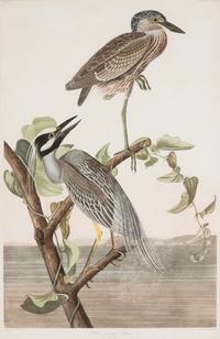AUDUBON, John James (1785-1851)
