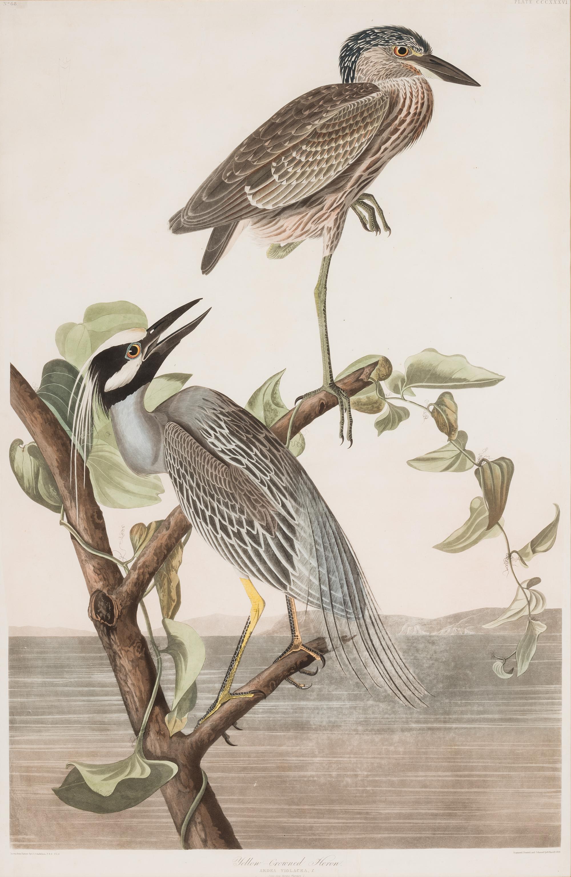 AUDUBON, John James (1785-1851)