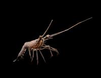 A Japanese Copper Articulated Model of a Crayfish
