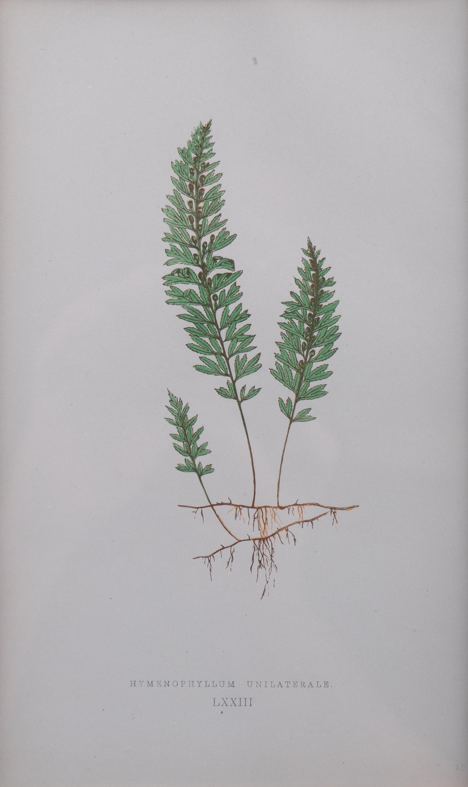 A Group of Eight Fern Botanical Engravings After Thomas Moore — EARLY 20TH CENTURY
