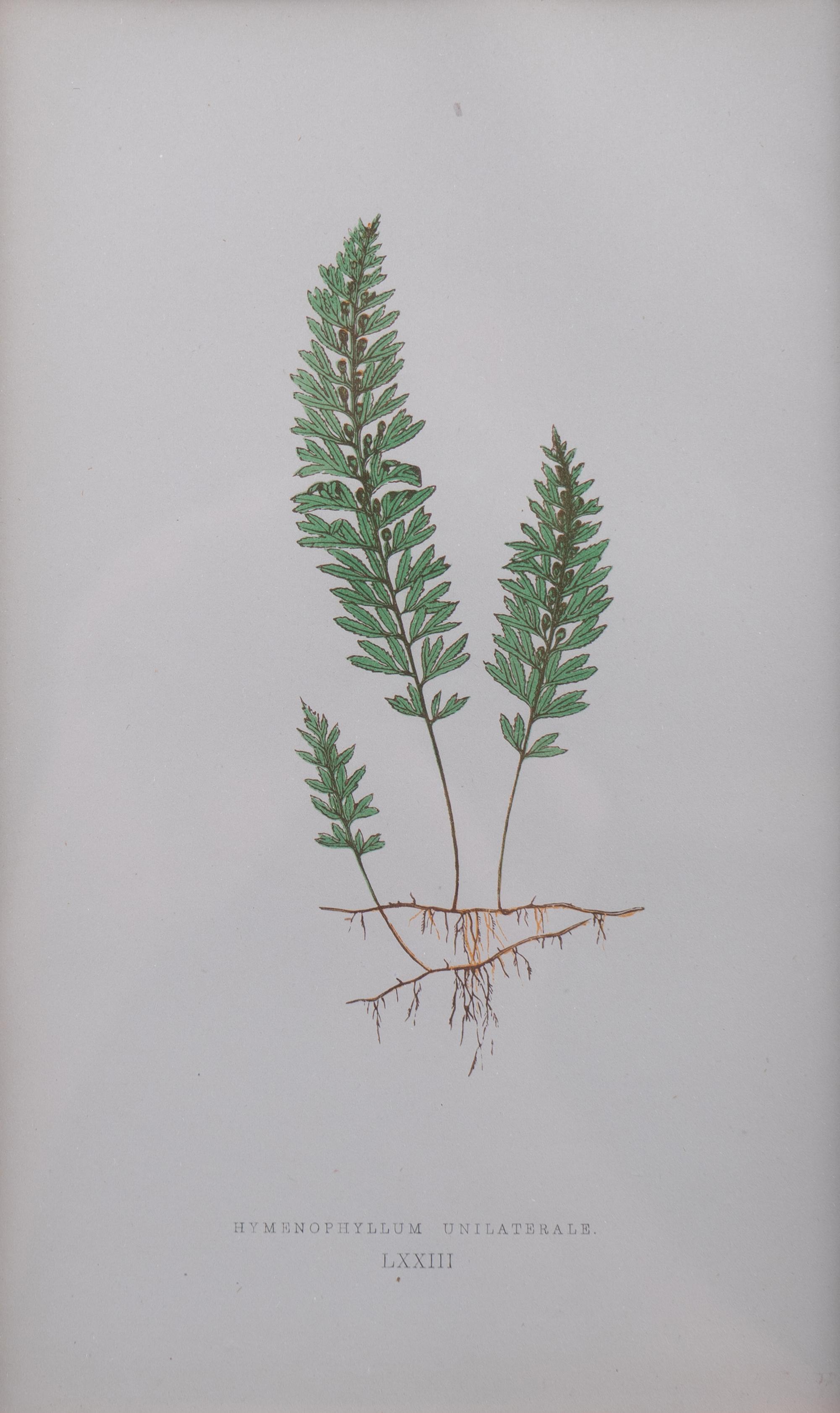 A Group of Eight Fern Botanical Engravings After Thomas Moore — EARLY 20TH CENTURY