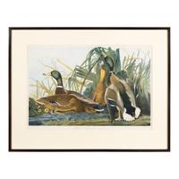 Audubon, John James (1785-1851) Mallard Duck (Plate 385) Anas Boschas