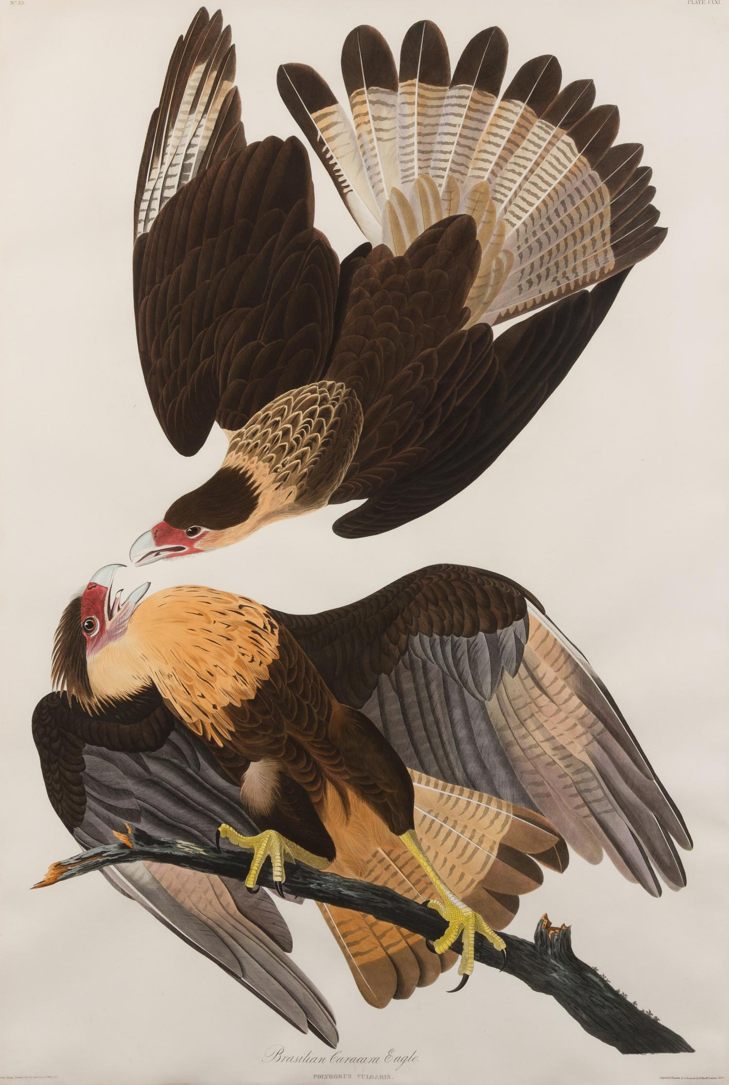 AUDUBON, John James (1785-1851)