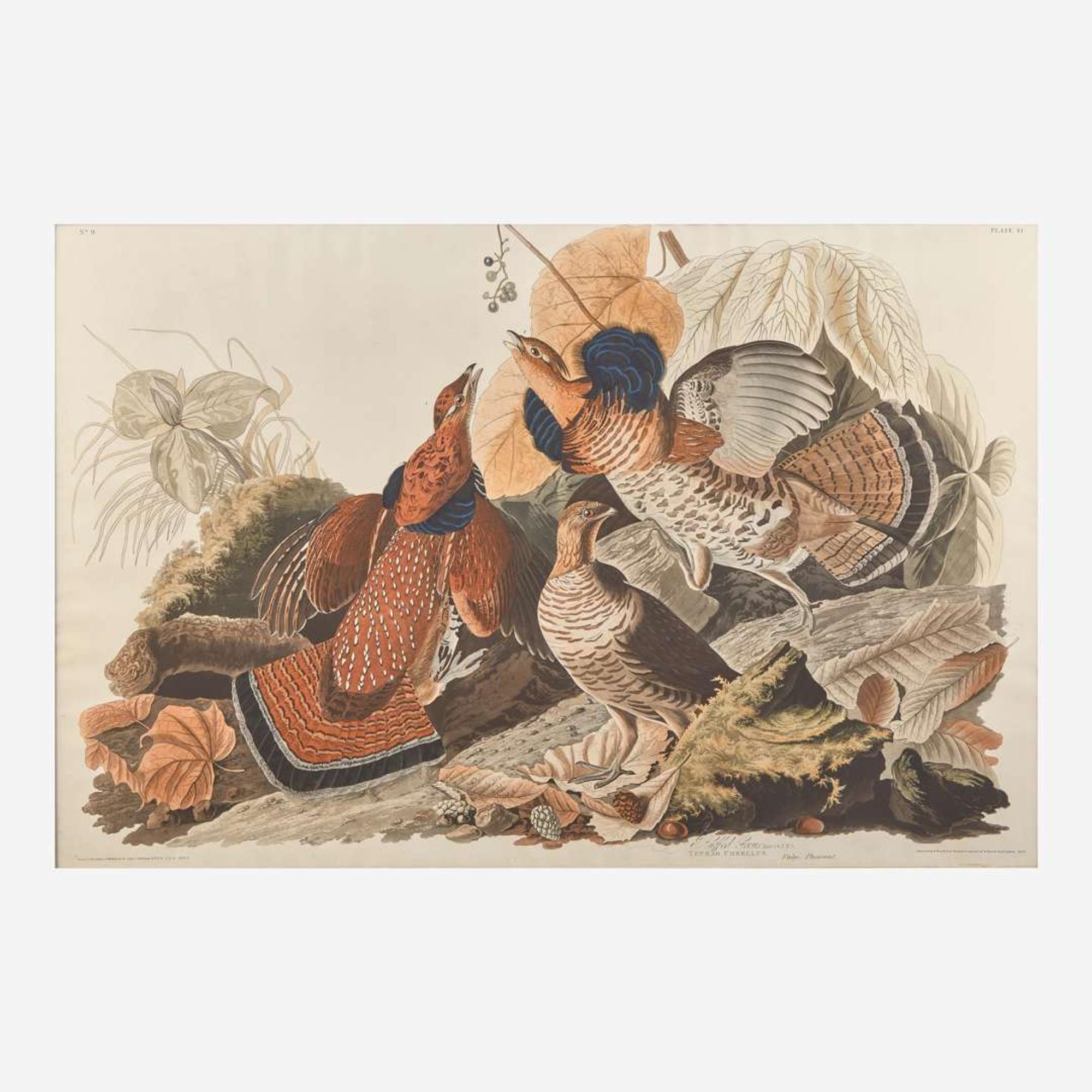 [Prints] Audubon, John J(ames). Ruffed Grous