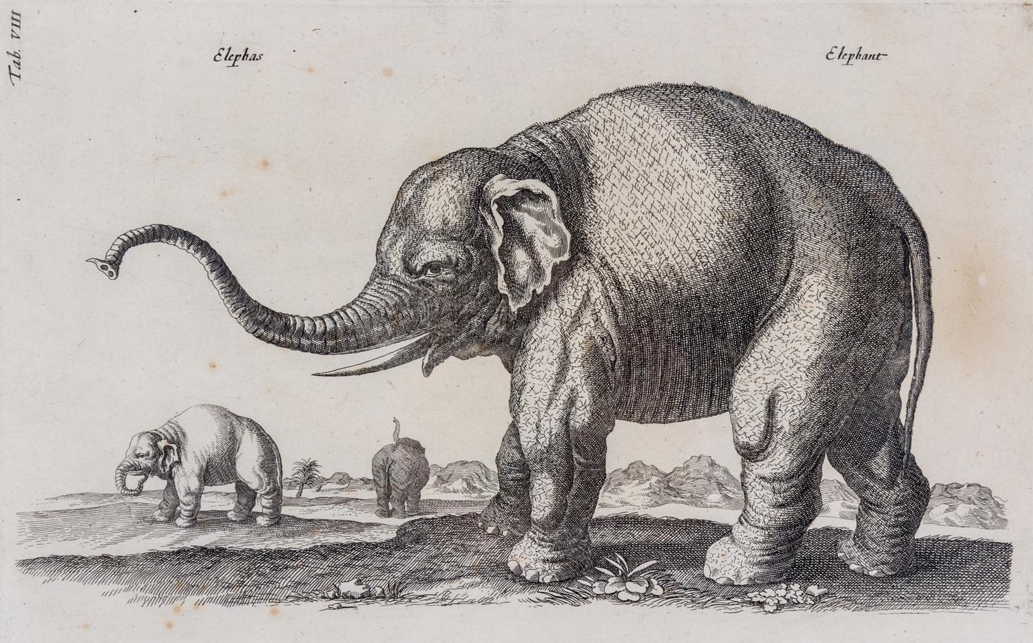 Artist Unknown, (18th/19th century), Elephant