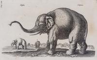 Artist Unknown, (18th/19th century), Elephant