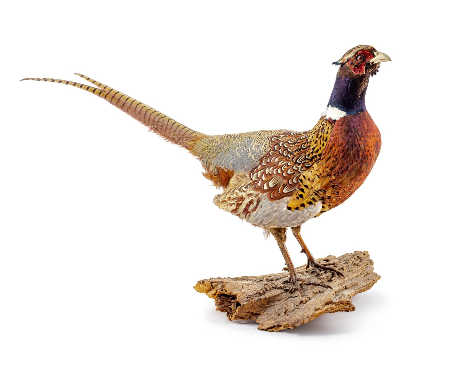A Taxidermy Pheasant