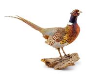 A Taxidermy Pheasant