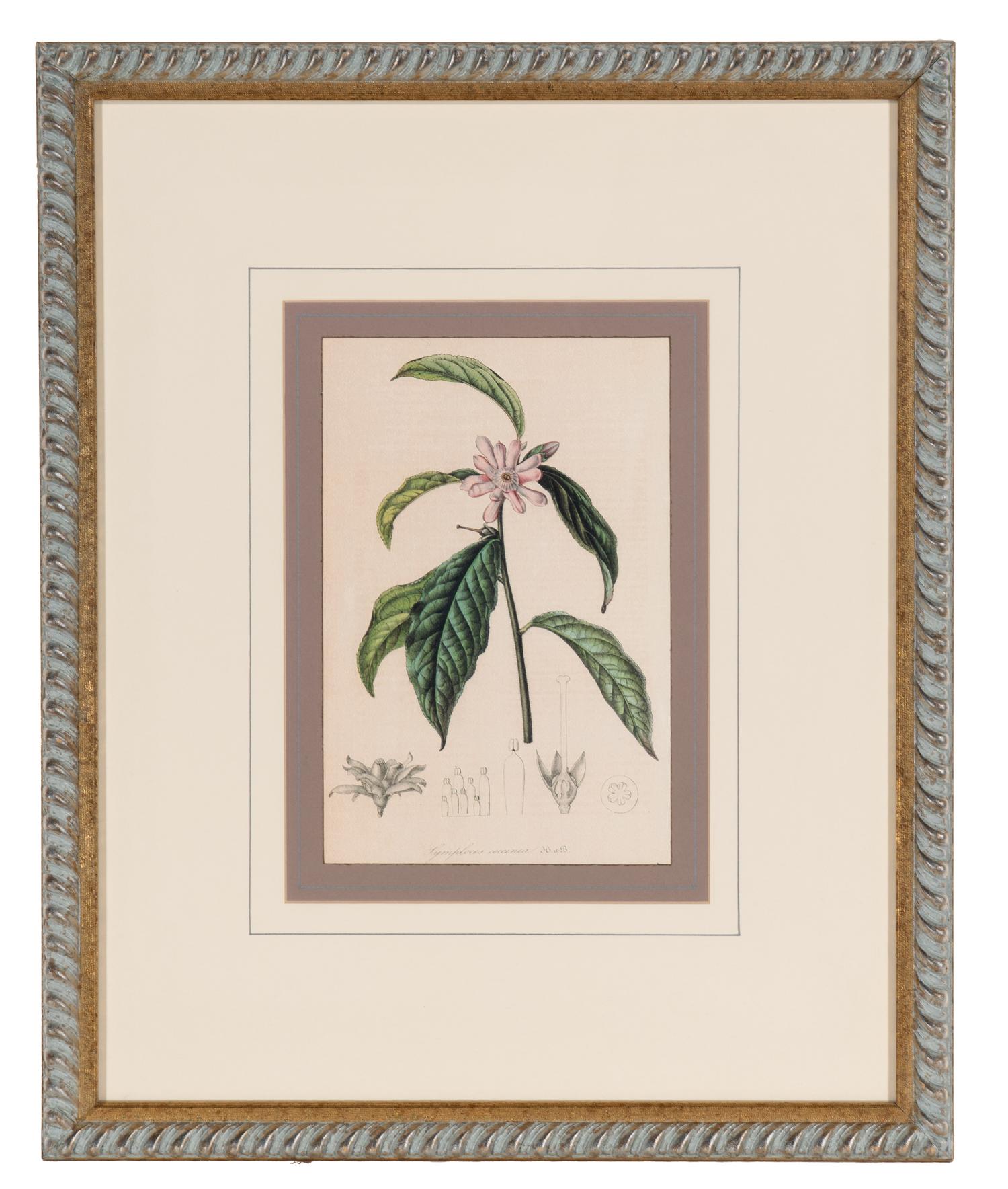 A Set of Six Hand-Colored Botanical Lithographs from L'illustration Horticole: Journal Special Des Serres Et Des Jardins