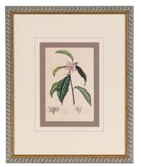 A Set of Six Hand-Colored Botanical Lithographs from L'illustration Horticole: Journal Special Des Serres Et Des Jardins