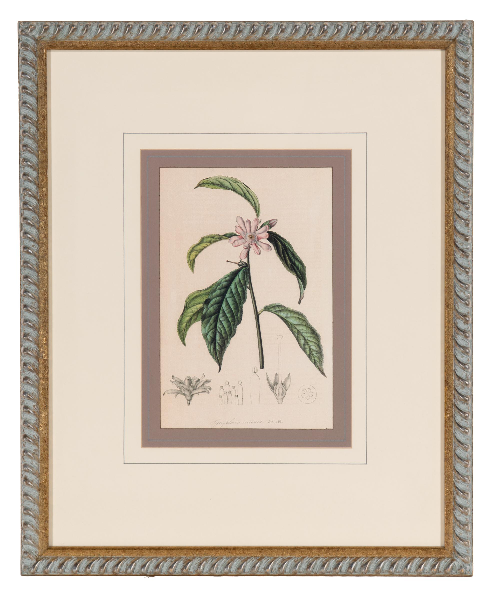 A Set of Six Hand-Colored Botanical Lithographs from L'illustration Horticole: Journal Special Des Serres Et Des Jardins