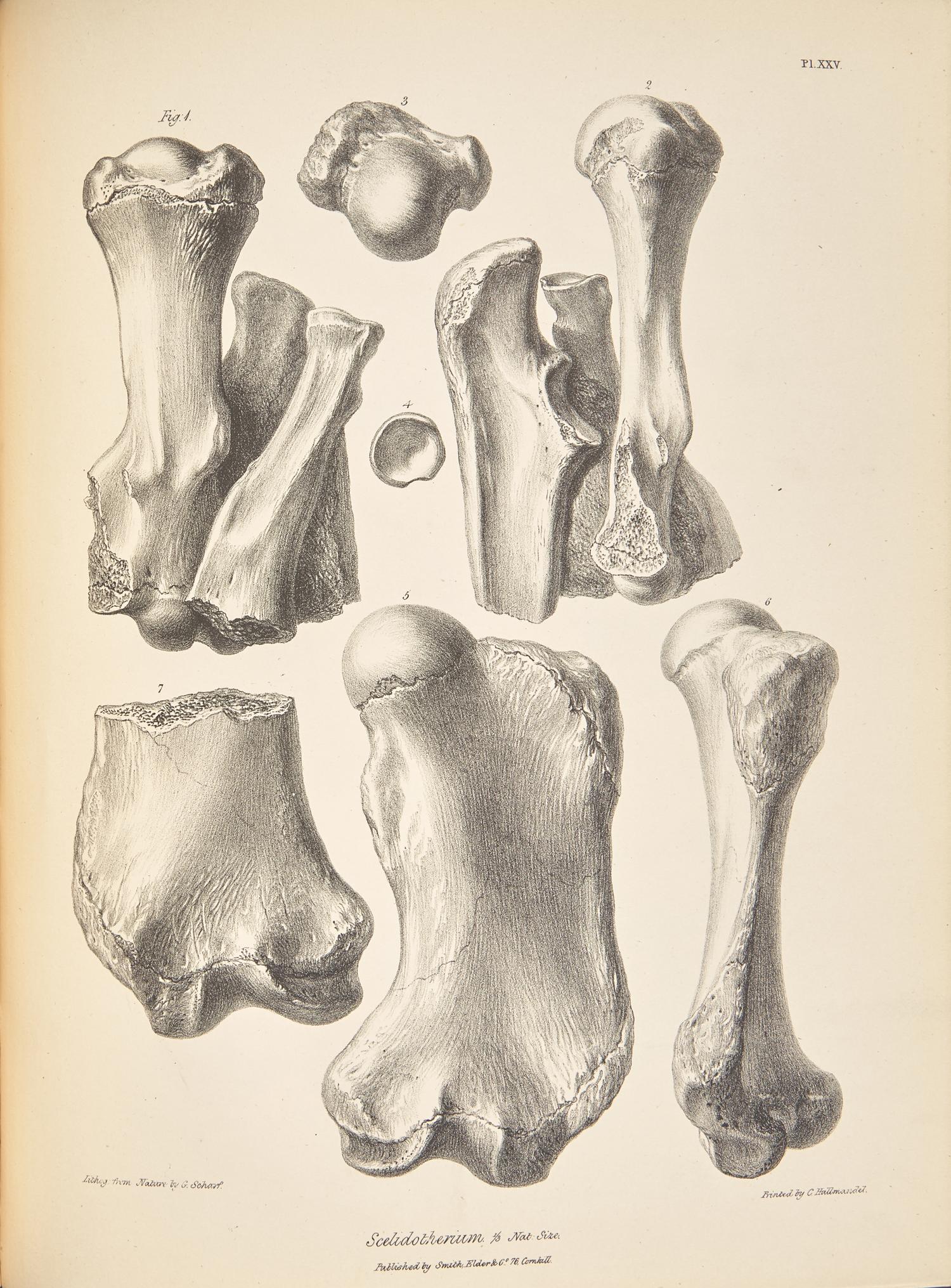 [Natural History] Darwin, Charles, and Richard Owen, and George R. Waterhouse. The Zoology of the Voyage of H.M.S. Beagle, Under the Command of Captain Fitzroy, R.N., During the Years 1832-1836...