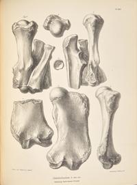 [Natural History] Darwin, Charles, and Richard Owen, and George R. Waterhouse. The Zoology of the Voyage of H.M.S. Beagle, Under the Command of Captain Fitzroy, R.N., During the Years 1832-1836...