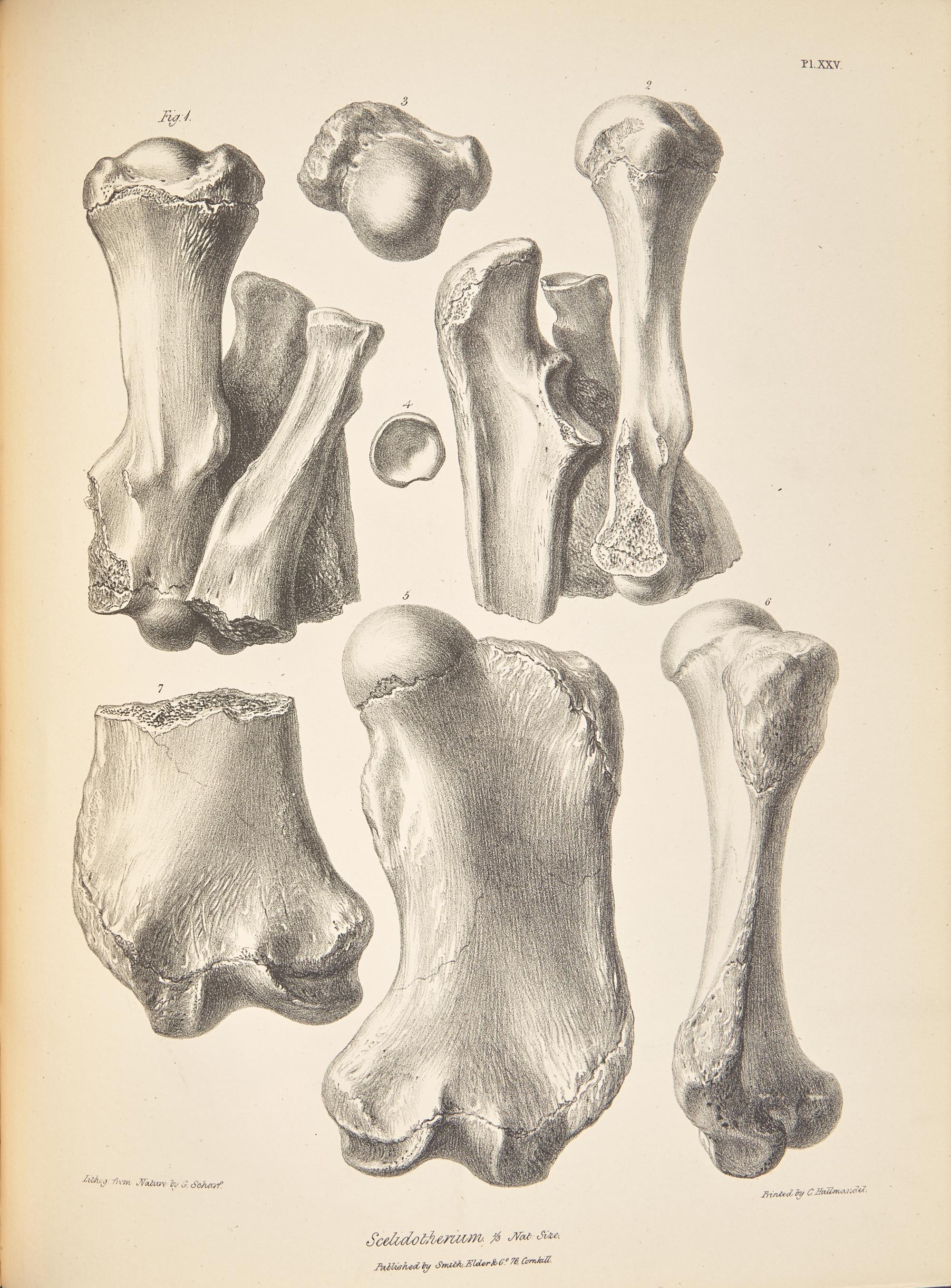 [Natural History] Darwin, Charles, and Richard Owen, and George R. Waterhouse. The Zoology of the Voyage of H.M.S. Beagle, Under the Command of Captain Fitzroy, R.N., During the Years 1832-1836...