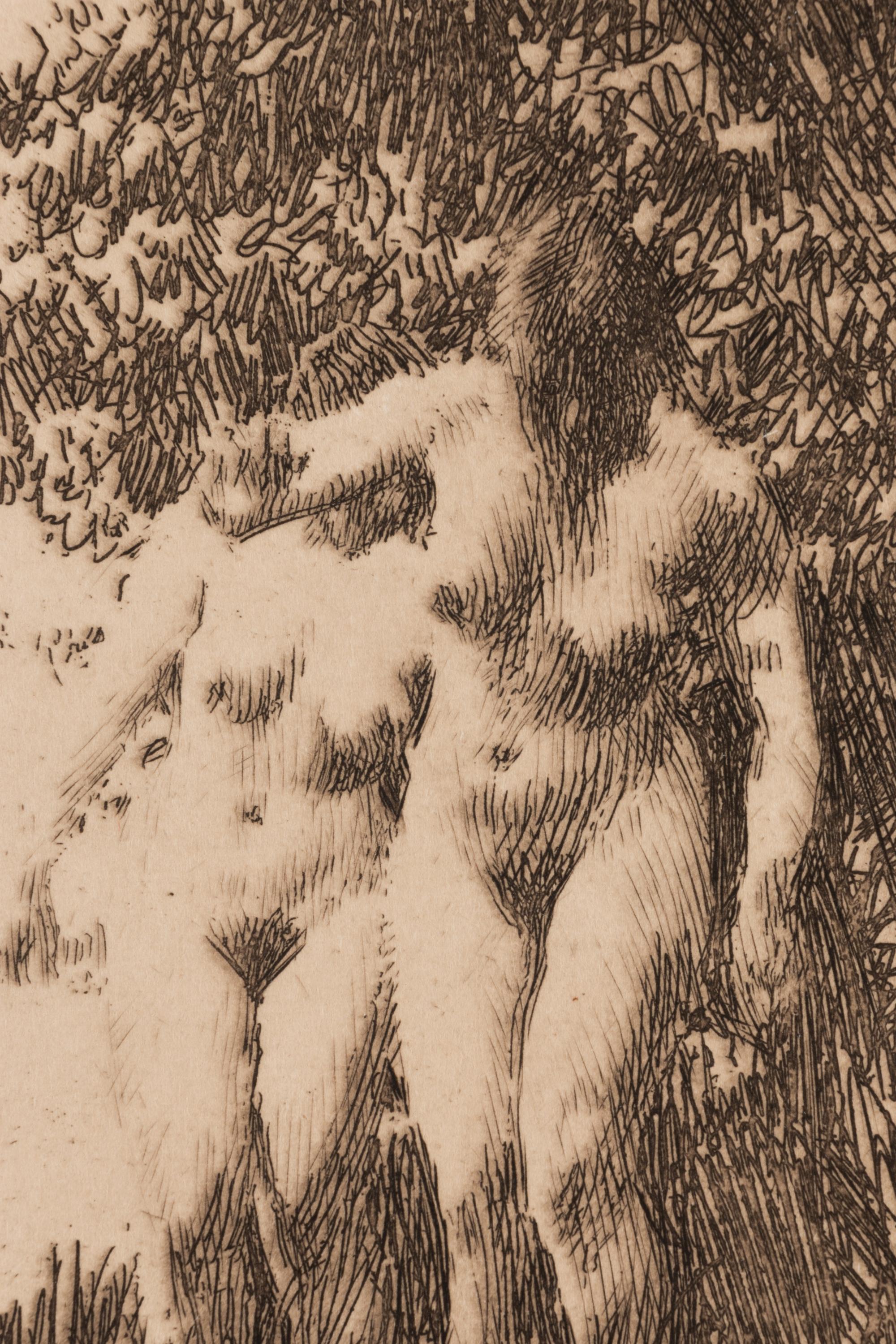 Alder