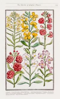 PARKINSON, JOHN. Group of eight handcolored facsimile etchings. (1910).