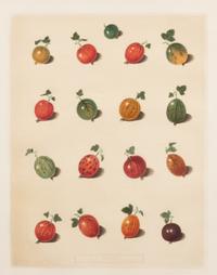 Four Hand Colored Fruit Engravings by George Brookshaw