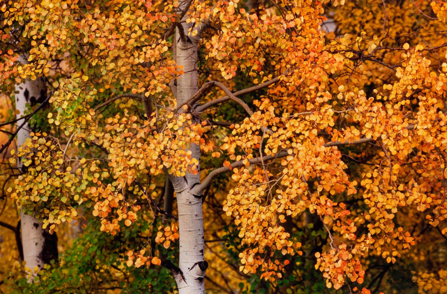 Edge of Fall , edition 187/2500