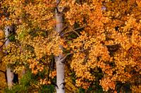 Edge of Fall , edition 187/2500