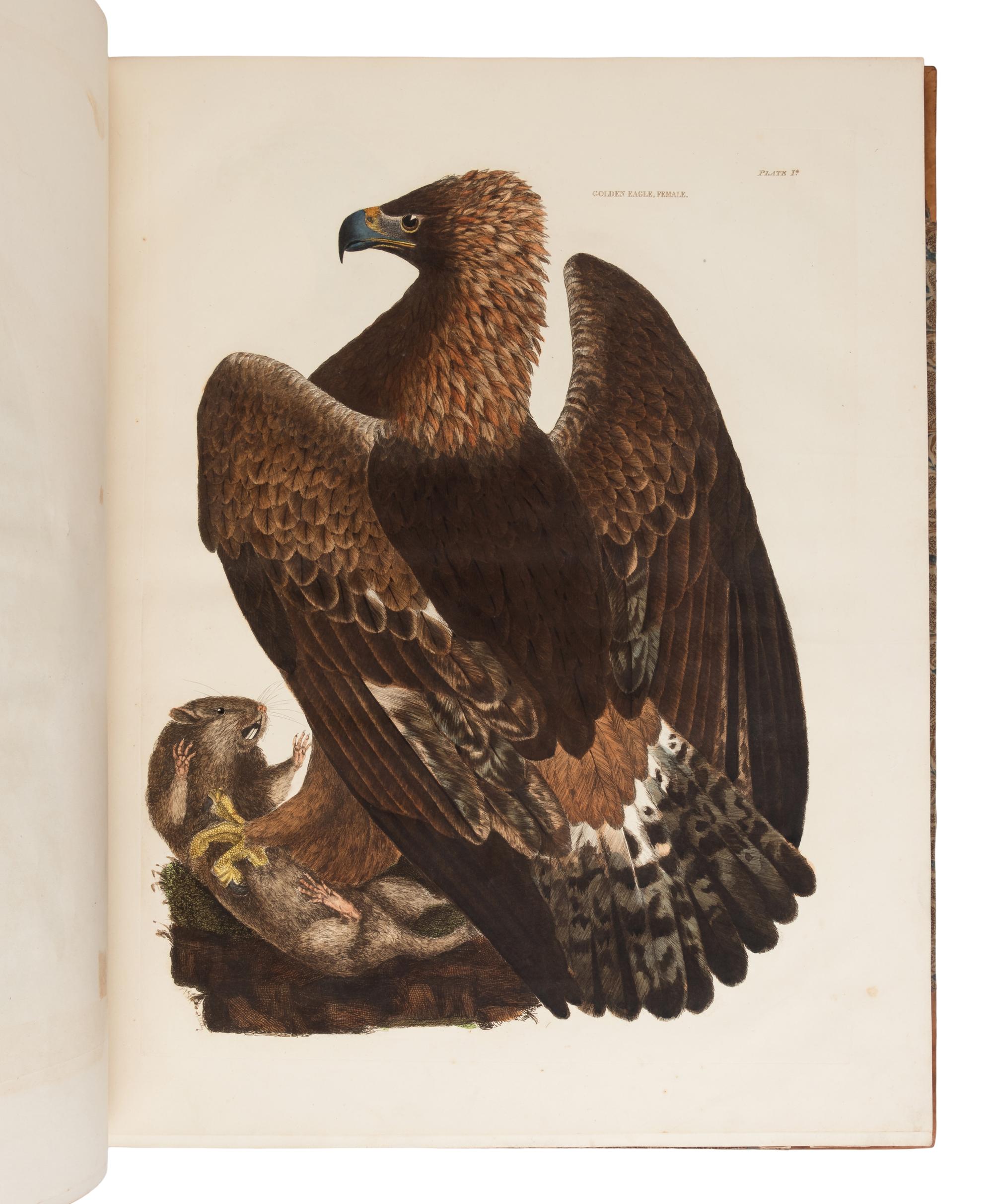 [NATURAL HISTORY]. SELBY, Prideaux John (1788-1867). Plates to Selby’s Illustrations of British Ornithology. Edinburgh: Archibald Constable & Co. and Hurst Robinson & Co.; Edinburgh, London, and Dublin: W. H. Lizars, Longman, Rees, Orme, Brown, Green & Longman, and W. Curry, [1833-] 1834.