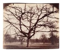 A pair of photographs depicting trees, Saint-Cloud ( Saint-Cloud [chene], 1921; Saint-Cloud [19h matin, mars 1926] , 1926)