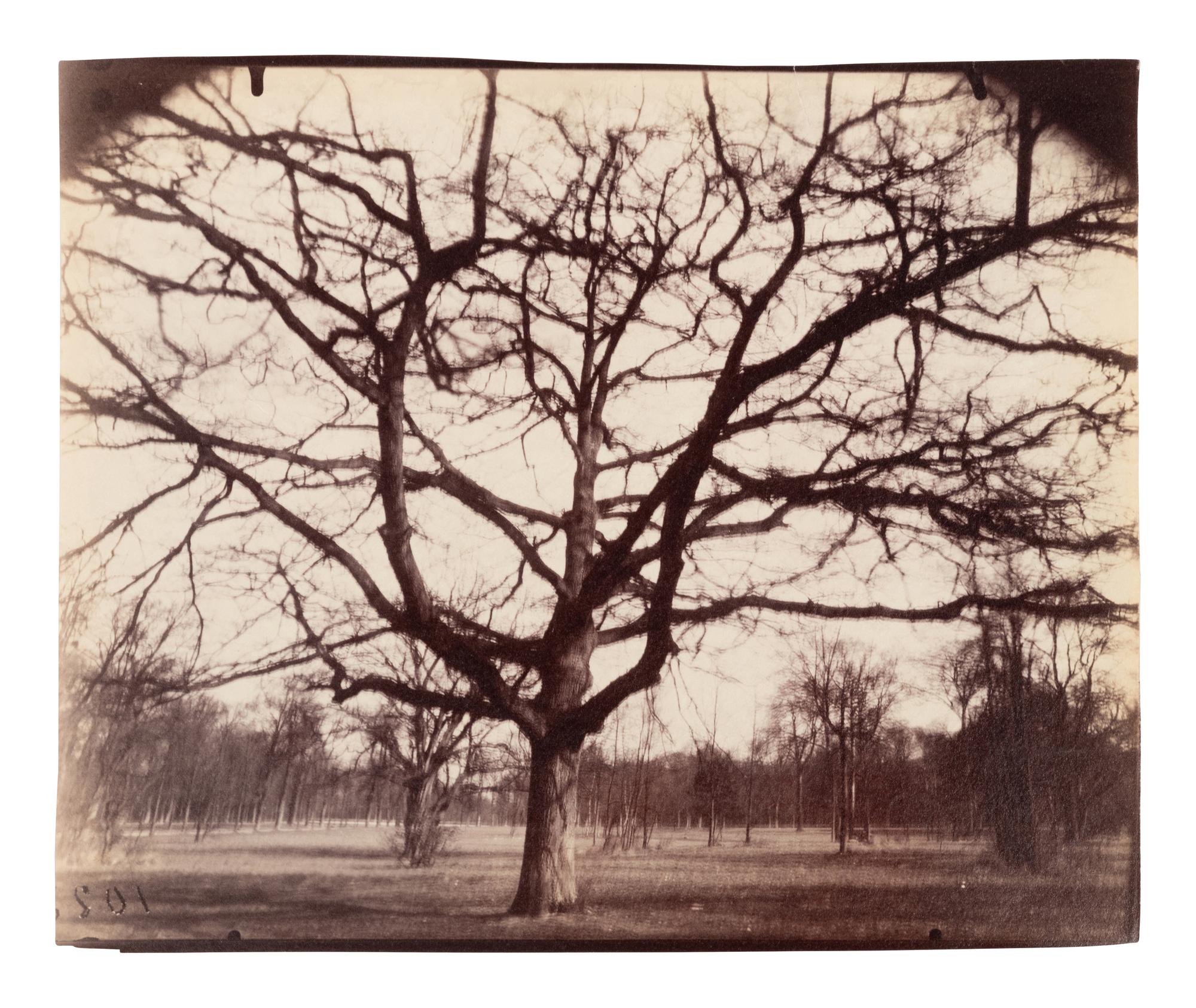 A pair of photographs depicting trees, Saint-Cloud ( Saint-Cloud [chene], 1921; Saint-Cloud [19h matin, mars 1926] , 1926)