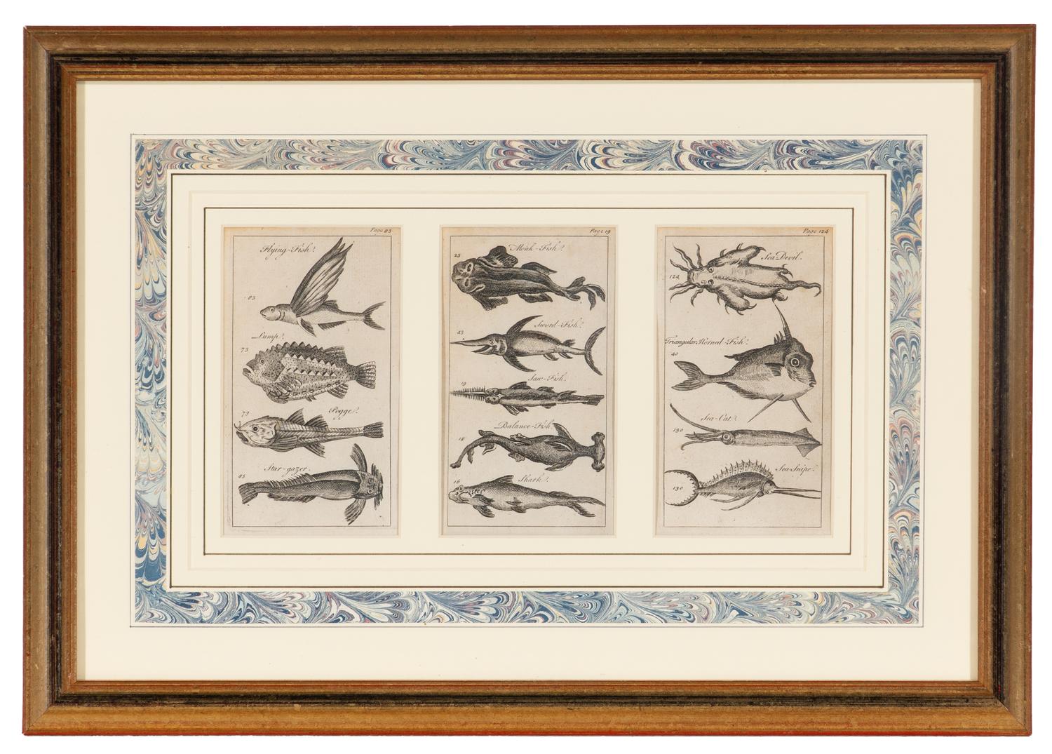 A Set of Seven Framed Groups of Ichthyological Engravings