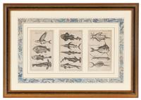 A Set of Seven Framed Groups of Ichthyological Engravings