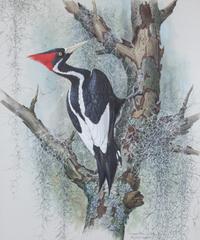Basil Ede, (British, b. 1931), Ivory-Billed Woodpecker, 1974