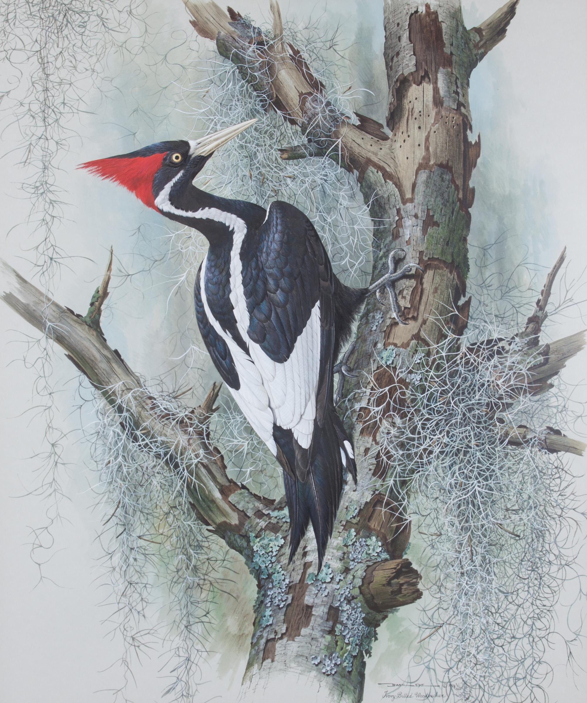 Basil Ede, (British, b. 1931), Ivory-Billed Woodpecker, 1974