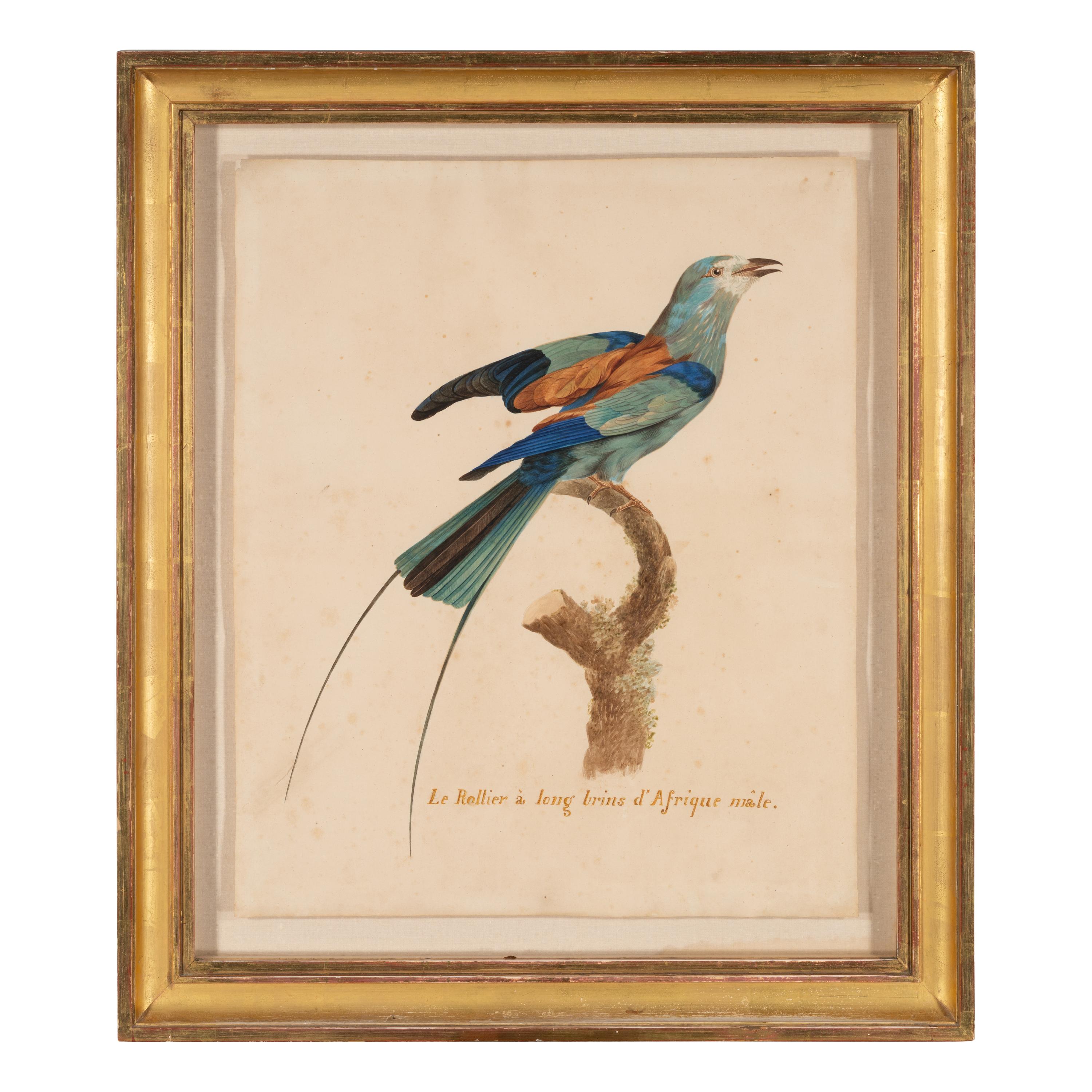 After Jacques Barraband, 19th Century — Le rollier à longs brins d'Afrique male