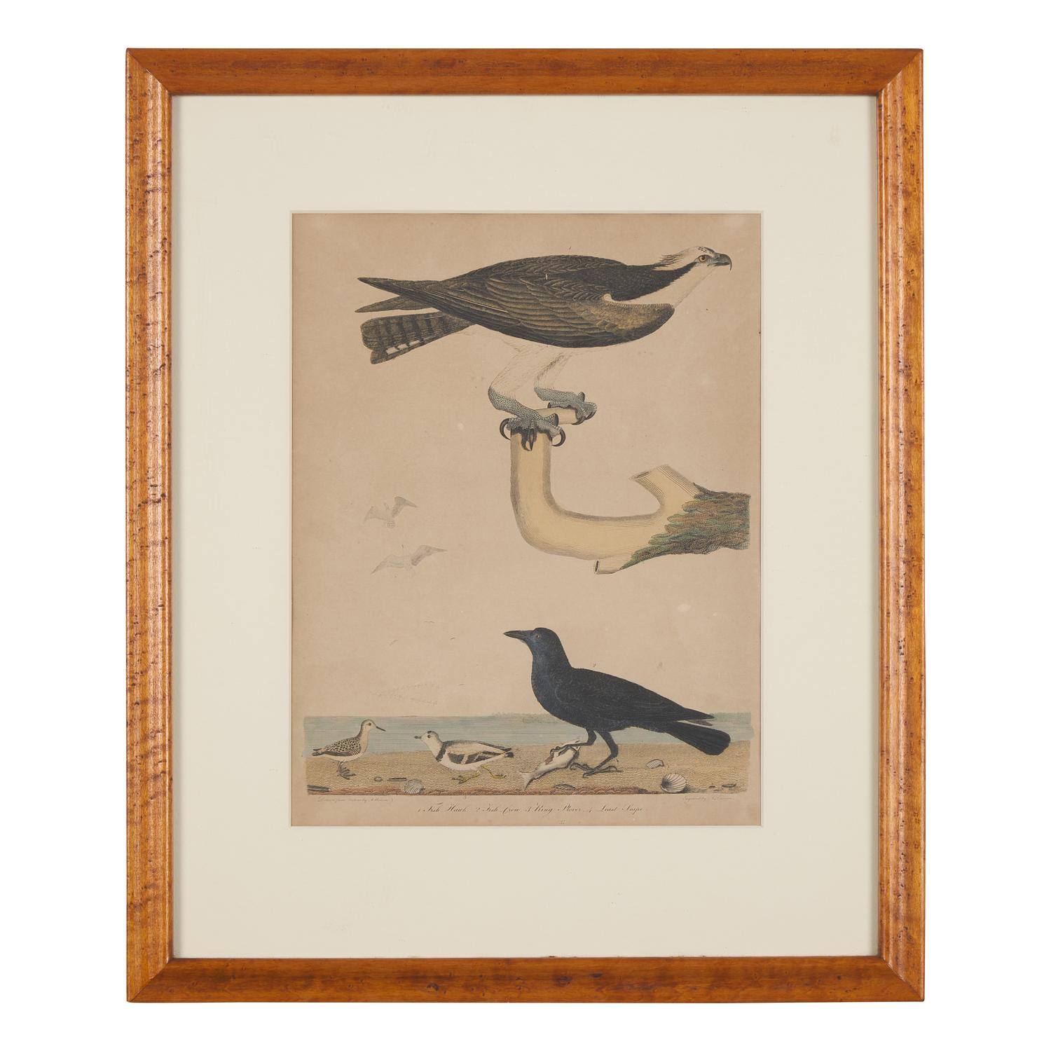 Alexander Lawson (1773-1846) and John G. Warnicke (died 1818), After Alexander Wilson (1766-1813), A Set of Sixteen Hand-Colored Engravings of Various Birds