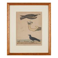Alexander Lawson (1773-1846) and John G. Warnicke (died 1818), After Alexander Wilson (1766-1813), A Set of Sixteen Hand-Colored Engravings of Various Birds