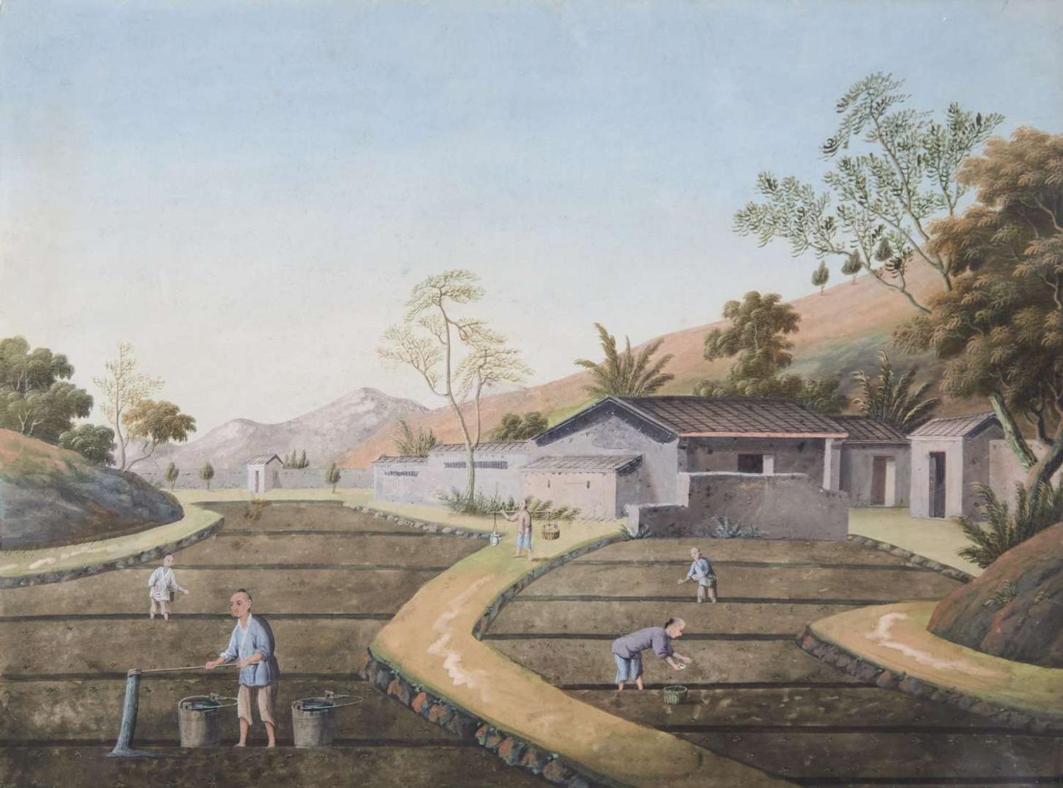A group of five Chinese Export paintings depicting the manufacture of tea, first part 19th century 製茶圖一組五幅 十九世紀初