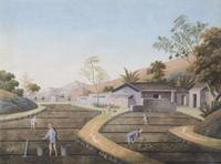 A group of five Chinese Export paintings depicting the manufacture of tea, first part 19th century 製茶圖一組五幅 十九世紀初