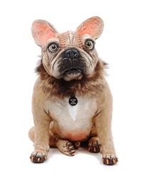 A French Bulldog Figure Height 13 1/4 inches.