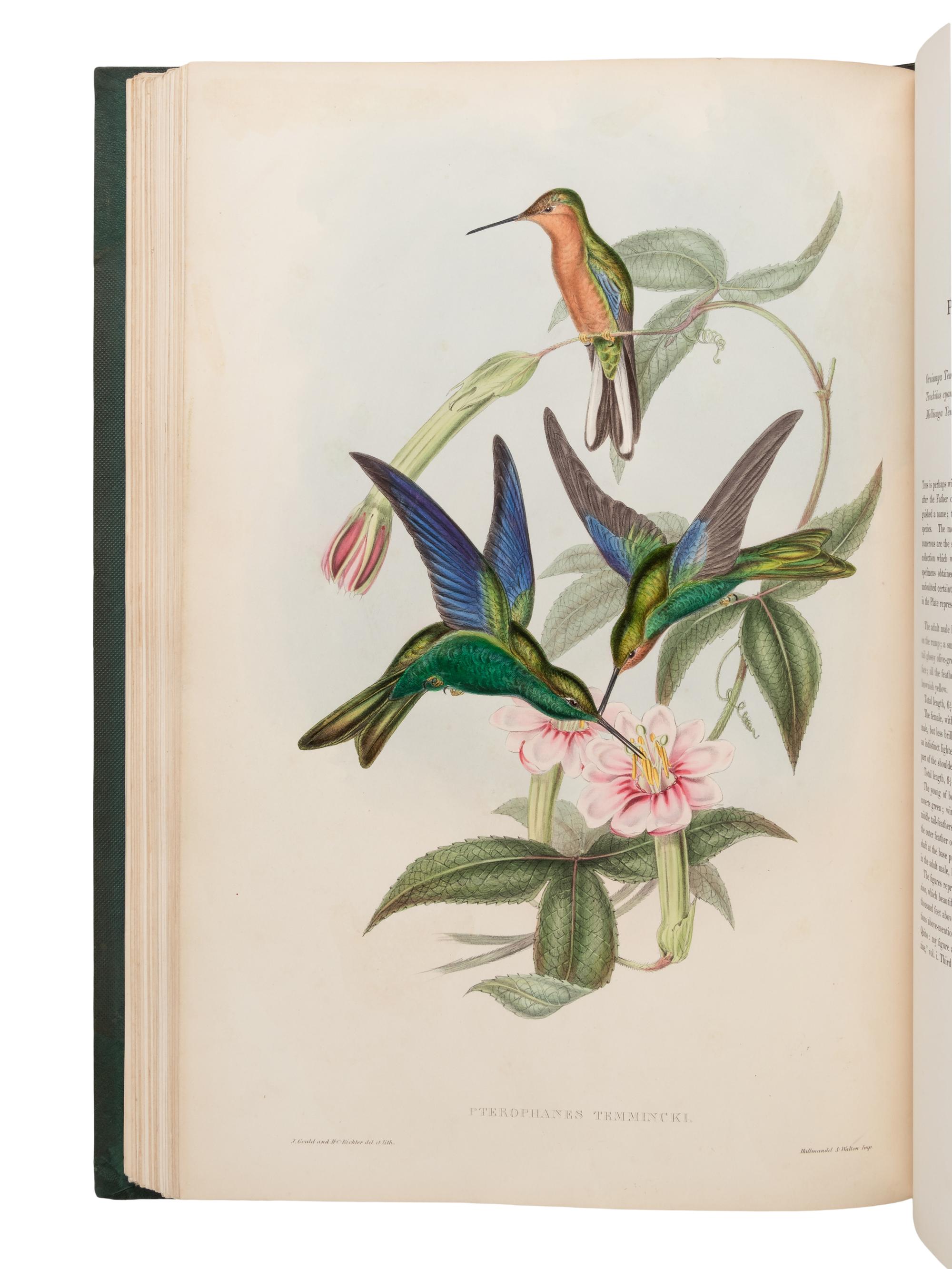[NATURAL HISTORY]. GOULD, John (1804-1881). A Monograph of the Trochilidae, or Family of Humming-Birds . London: Taylor and Francis for the Author, [1849-] 1861.
