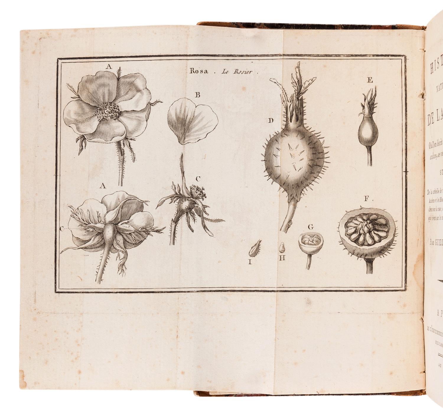 GUILLEMEAU, Jeune (“Jean Louis Marie”) (1766-1850). Histoire Naturelle de la Rose, où l'on décrit ses différentes espèces, sa culture, ses vertus et ses propriétés; suivie de la corbeille des rose, ou choix de ce que les Anciens et les Modernes ont écrit de plus gracieux sur la rose; et de l'histoire des Insectes qui vivent sur le rosier. Paris: Vatar-Jouannet, 1800.