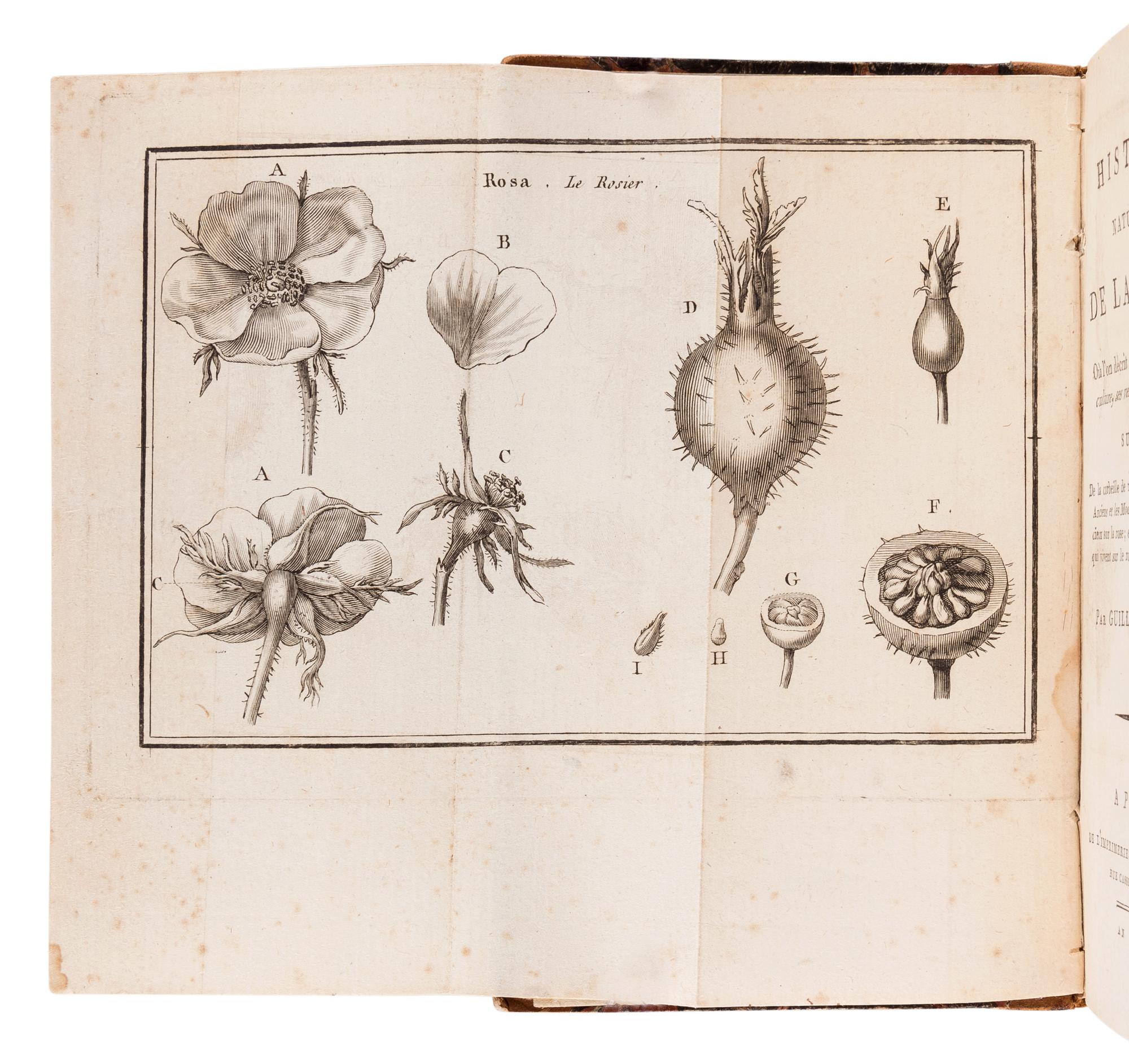 GUILLEMEAU, Jeune (“Jean Louis Marie”) (1766-1850). Histoire Naturelle de la Rose, où l'on décrit ses différentes espèces, sa culture, ses vertus et ses propriétés; suivie de la corbeille des rose, ou choix de ce que les Anciens et les Modernes ont écrit de plus gracieux sur la rose; et de l'histoire des Insectes qui vivent sur le rosier. Paris: Vatar-Jouannet, 1800.