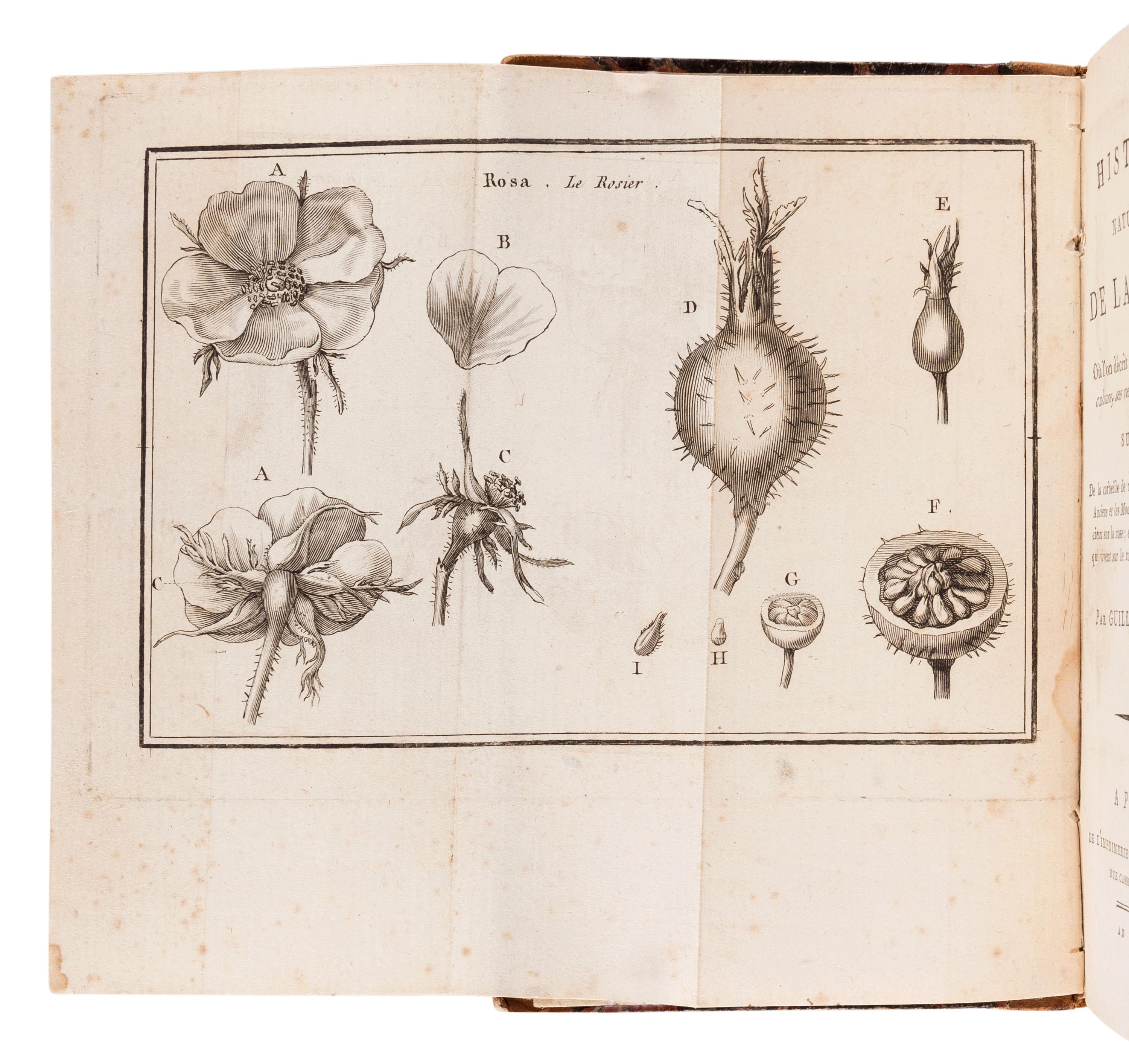 GUILLEMEAU, Jeune (“Jean Louis Marie”) (1766-1850). Histoire Naturelle de la Rose, où l'on décrit ses différentes espèces, sa culture, ses vertus et ses propriétés; suivie de la corbeille des rose, ou choix de ce que les Anciens et les Modernes ont écrit de plus gracieux sur la rose; et de l'histoire des Insectes qui vivent sur le rosier. Paris: Vatar-Jouannet, 1800.
