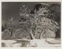 Half Dome, Orchard, Winter, Yosemite National Park