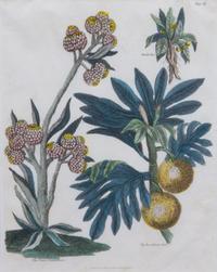 A Collection of Handcolored Botanical Engravings Height of largest frame 16 1/4 x width 19 1/4 inches.