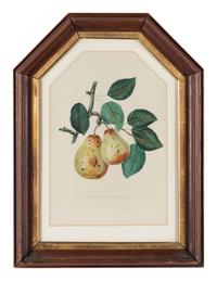 Three Botanical Prints