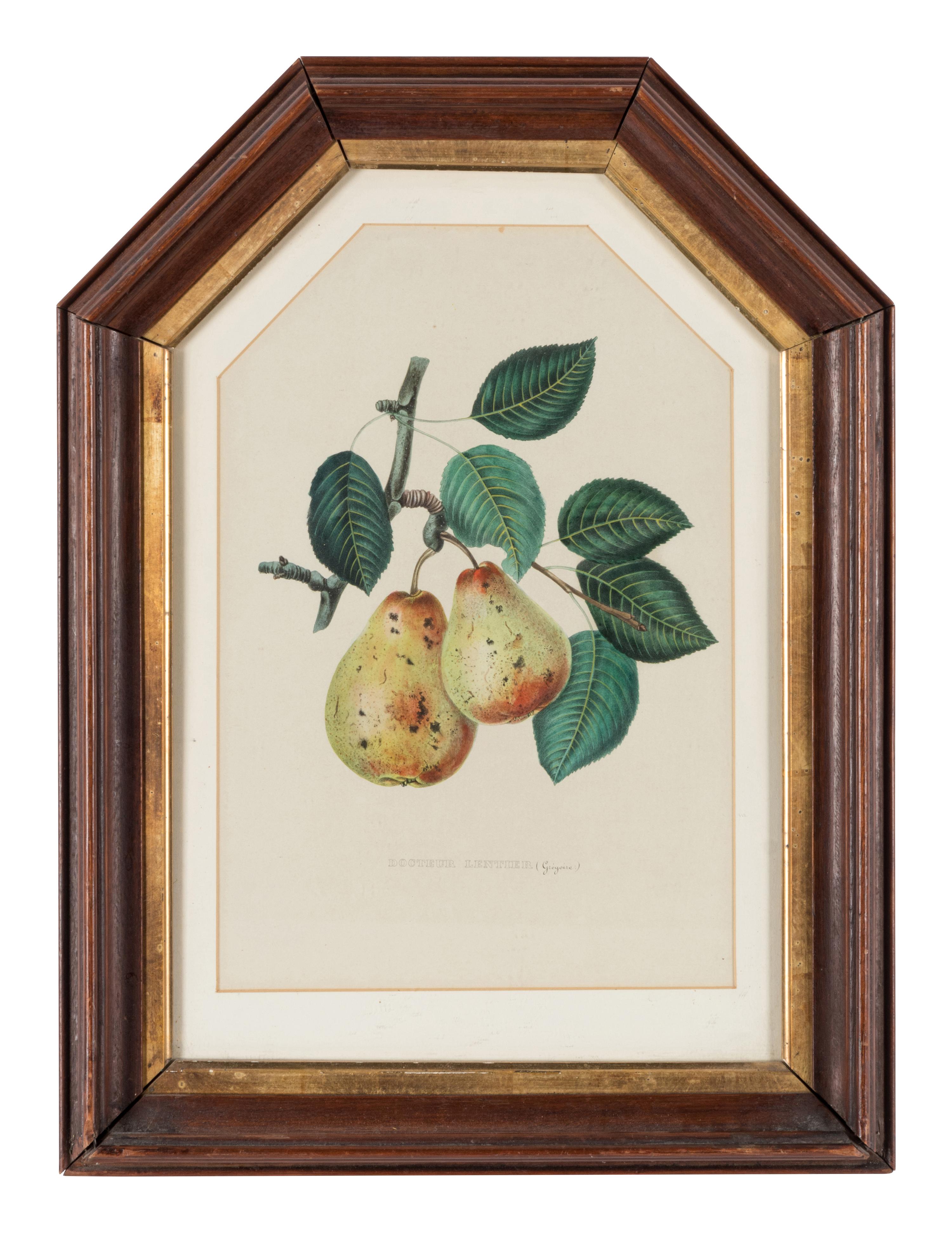 Three Botanical Prints