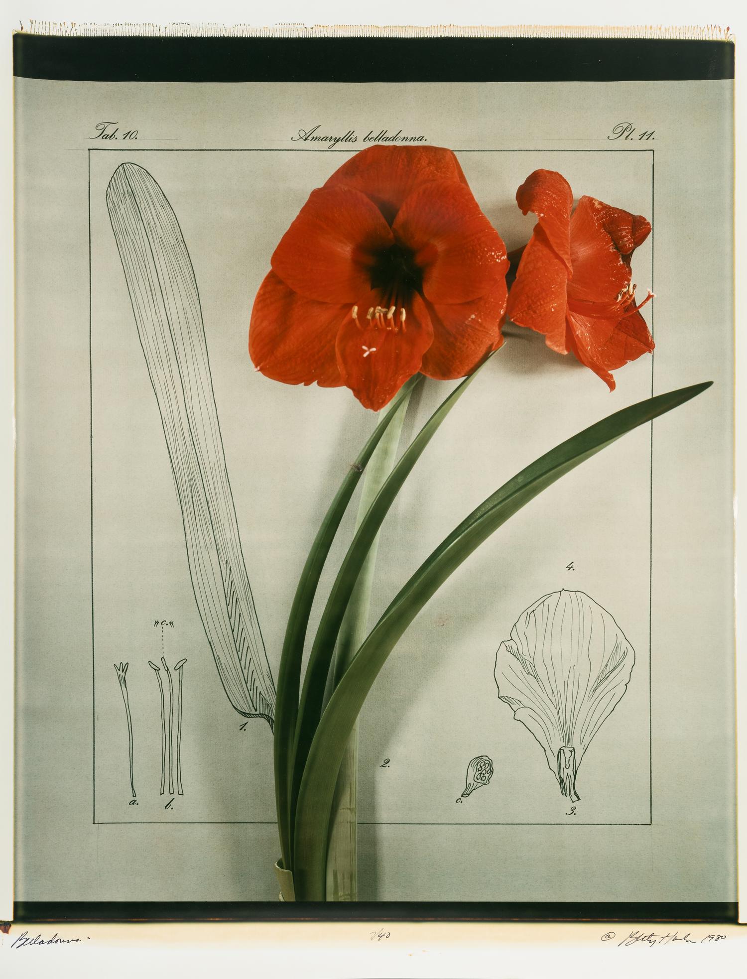 Five Still Lifes (portfolio of five prints with clamshell box)